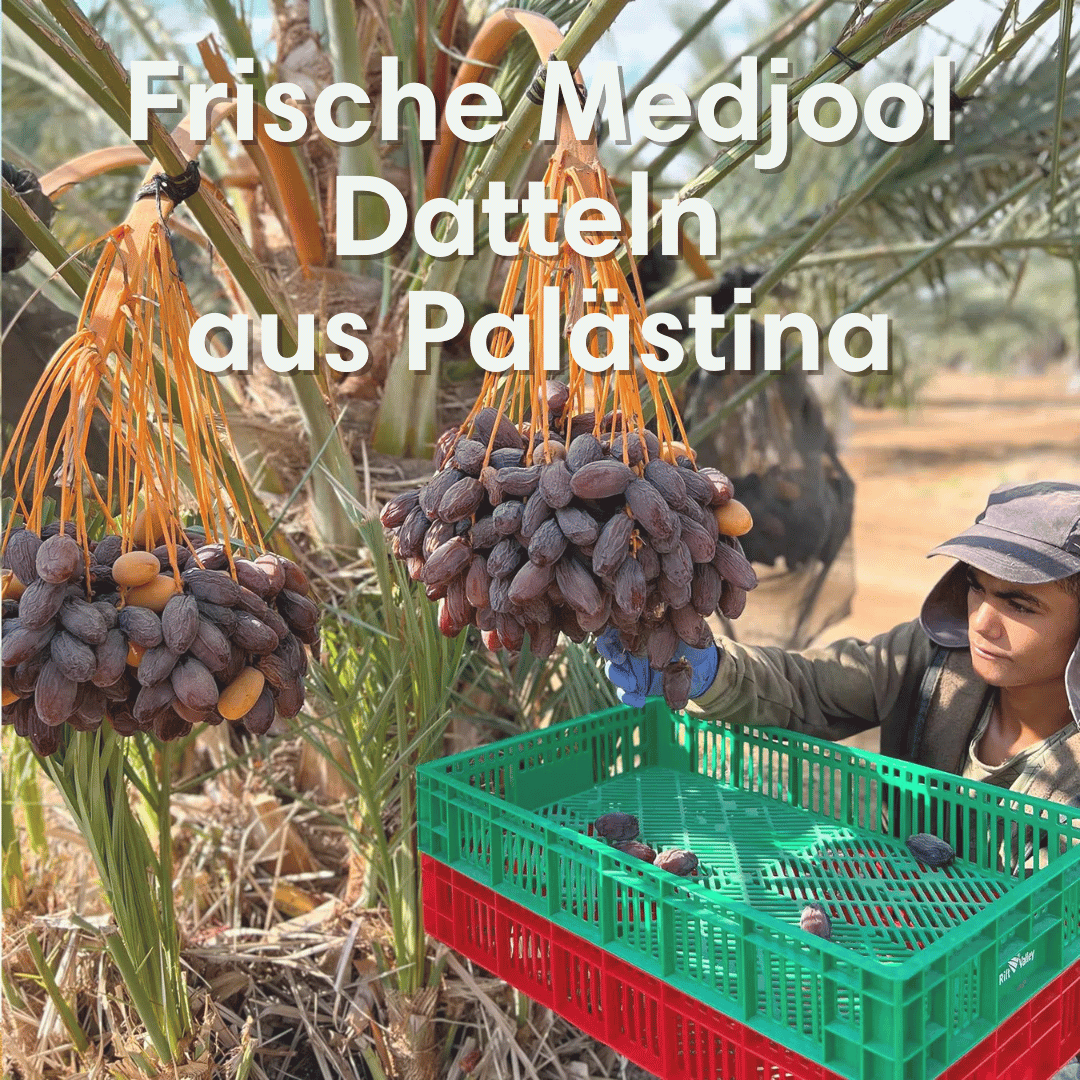 Medjool Datteln aus Palästina - Frische Ernte, Natursüß